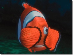 Nemo 11